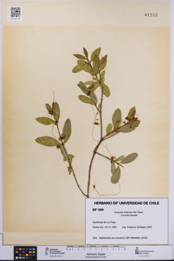 Cuscuta chilensis [Espécimen: UCH:EIF:0001253]