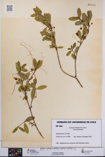 Cuscuta chilensis [Espécimen: UCH:EIF:0001254]