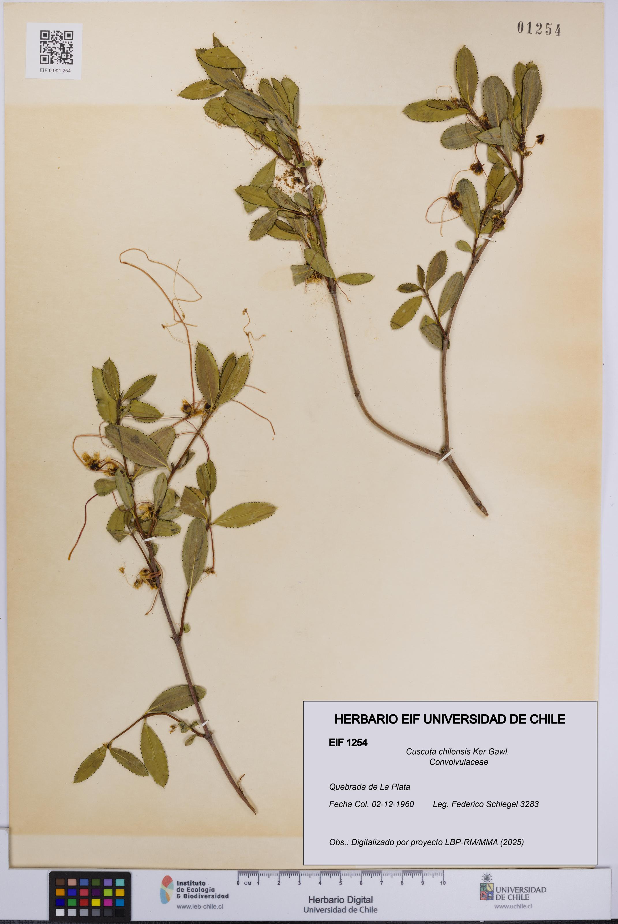 Cuscuta chilensis [Espécimen: UCH:EIF:0001254]