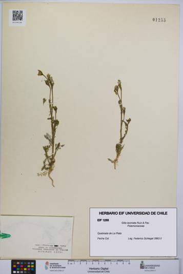 Gilia laciniata [Espécimen: UCH:EIF:0001255]