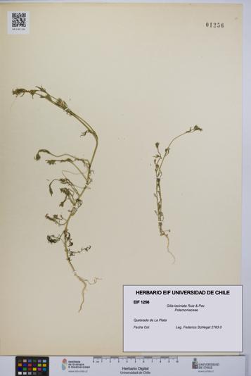 Gilia laciniata [Espécimen: UCH:EIF:0001256]