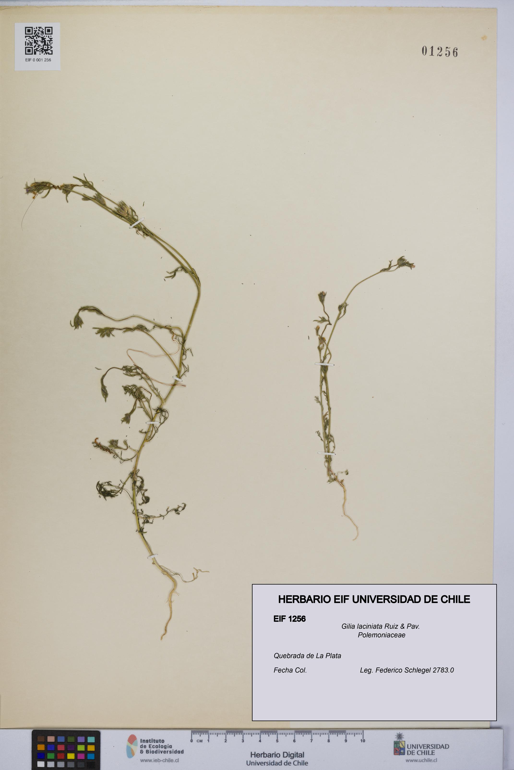 Gilia laciniata [Espécimen: UCH:EIF:0001256]