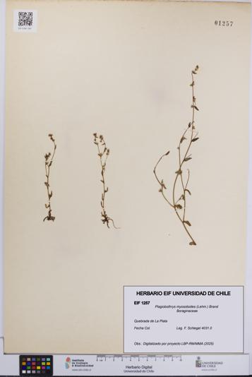 Plagiobothrys myosotoides [Espécimen: UCH:EIF:0001257]