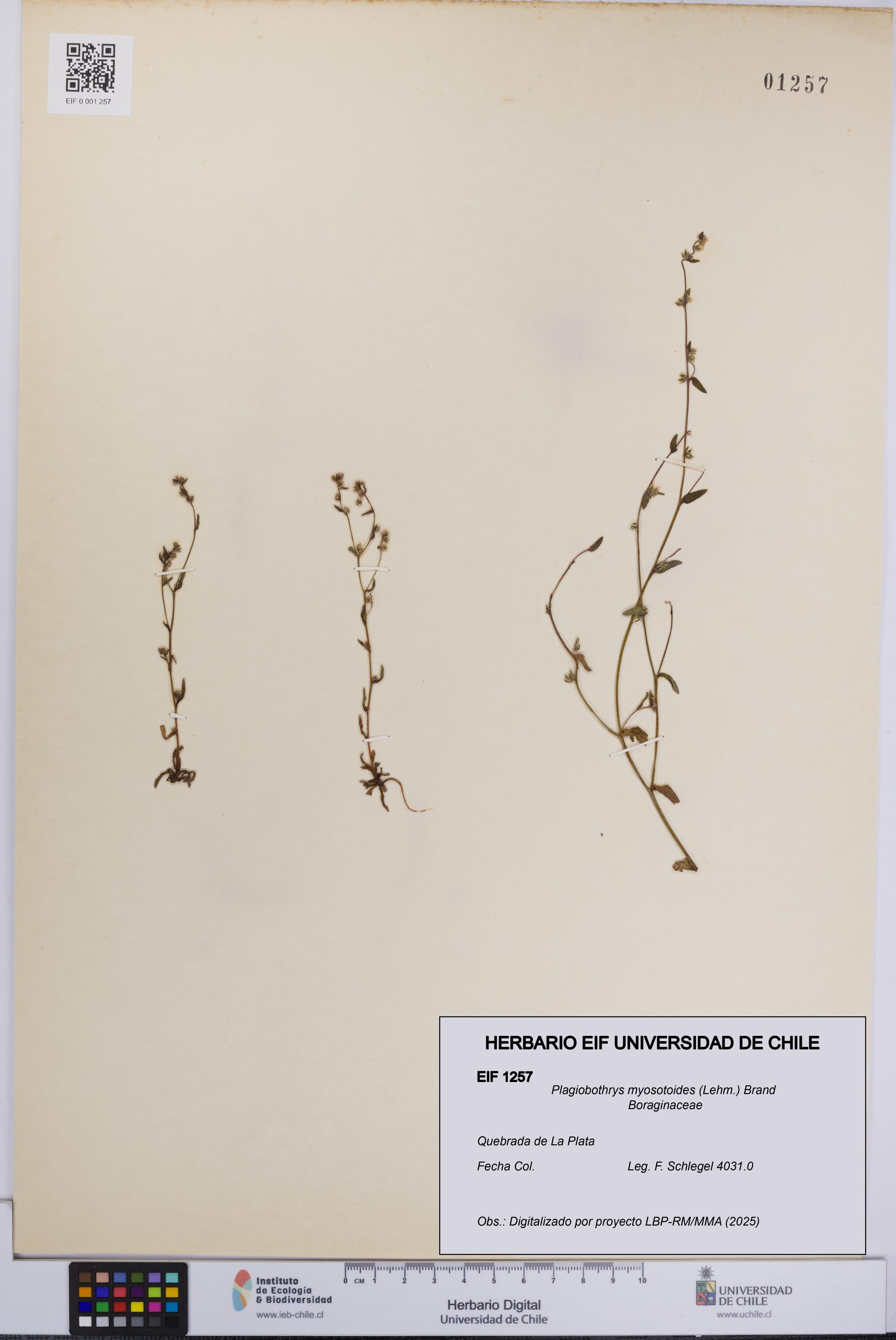 Plagiobothrys myosotoides [Espécimen: UCH:EIF:0001257]