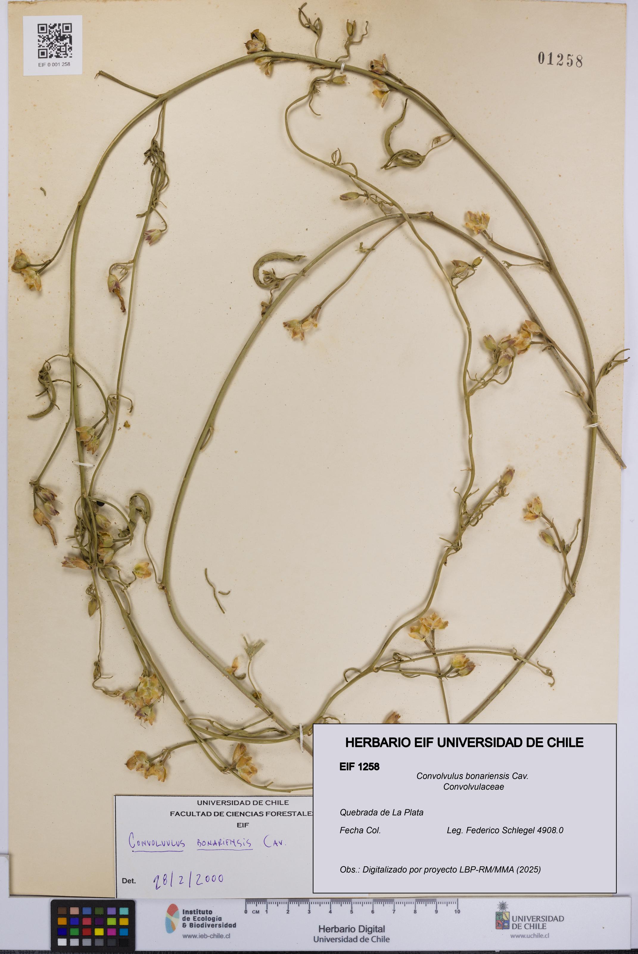 Convolvulus bonariensis [Espécimen: UCH:EIF:0001258]