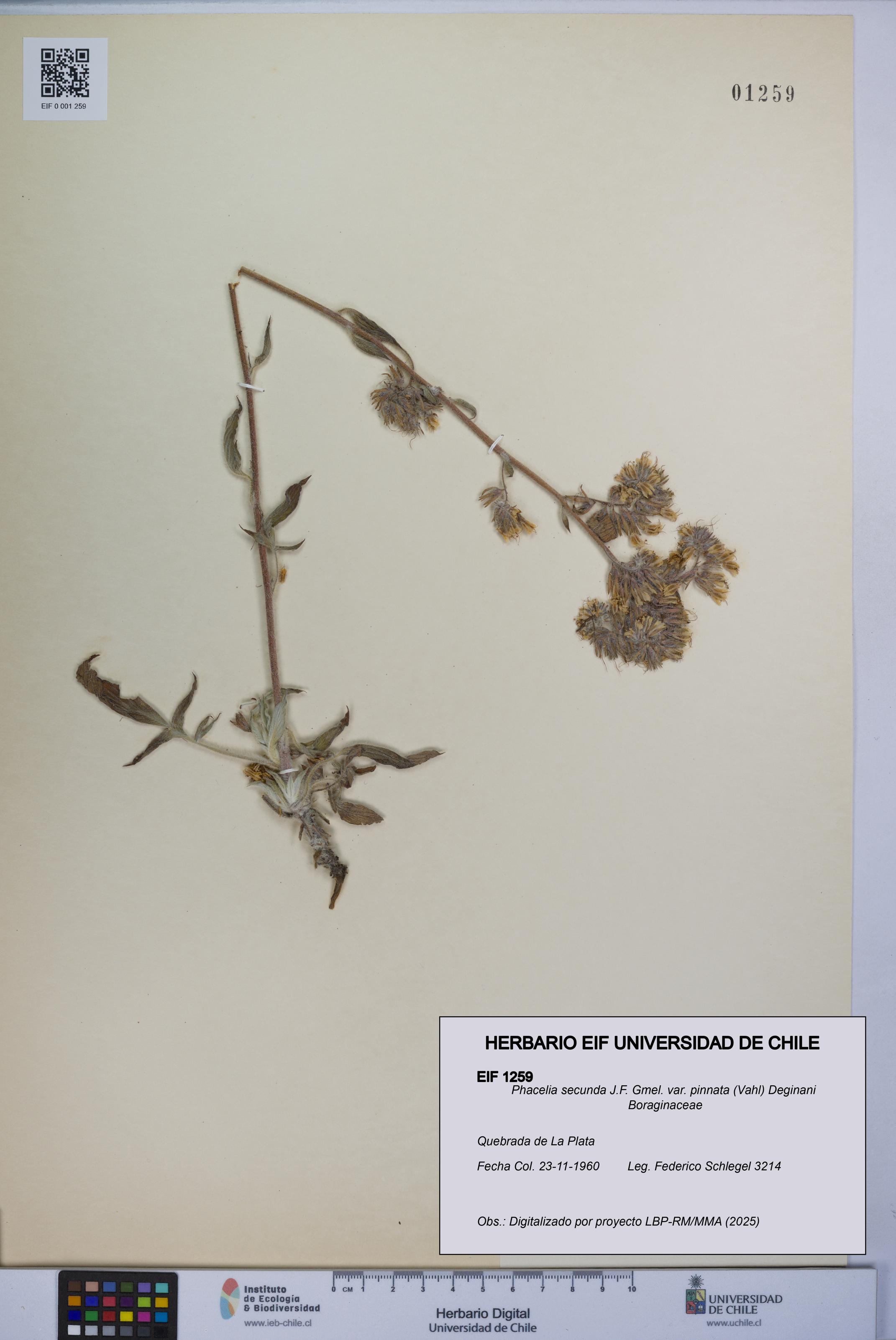 Phacelia secunda var. pinnata [Espécimen: UCH:EIF:0001259]