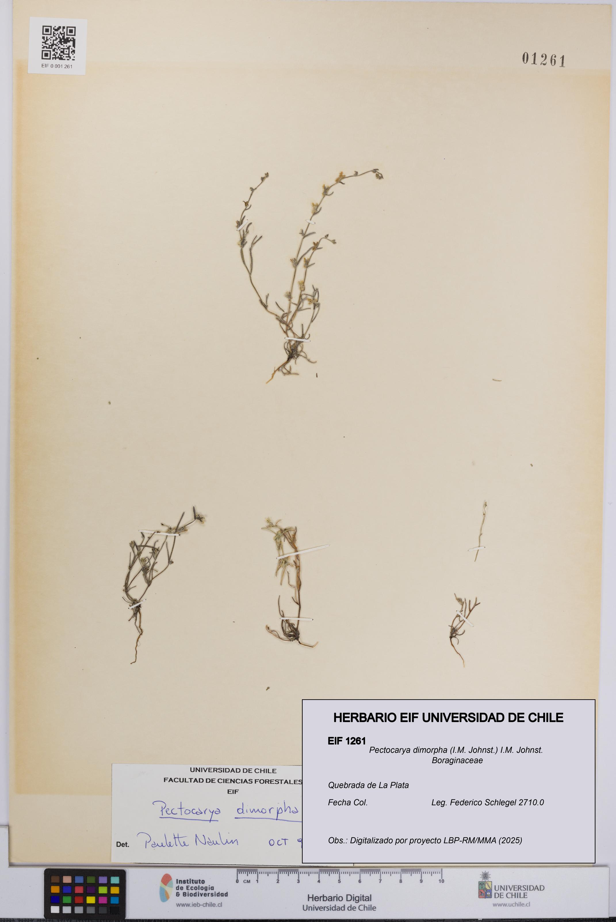 Pectocarya dimorpha [Espécimen: UCH:EIF:0001261]