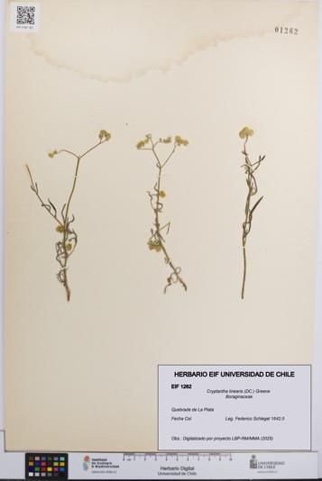 Cryptantha linearis [Espécimen: UCH:EIF:0001262]