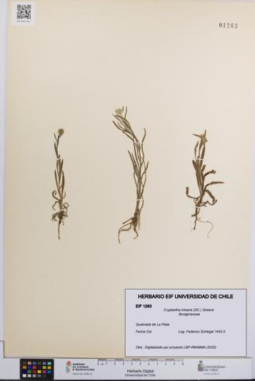 Cryptantha linearis [Espécimen: UCH:EIF:0001263]