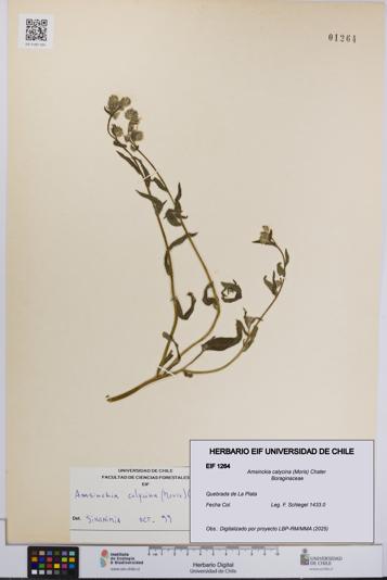 Amsinckia calycina [Espécimen: UCH:EIF:0001264]