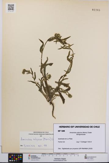 Amsinckia calycina [Espécimen: UCH:EIF:0001265]