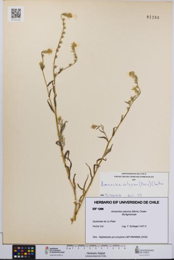 Amsinckia calycina [Espécimen: UCH:EIF:0001266]