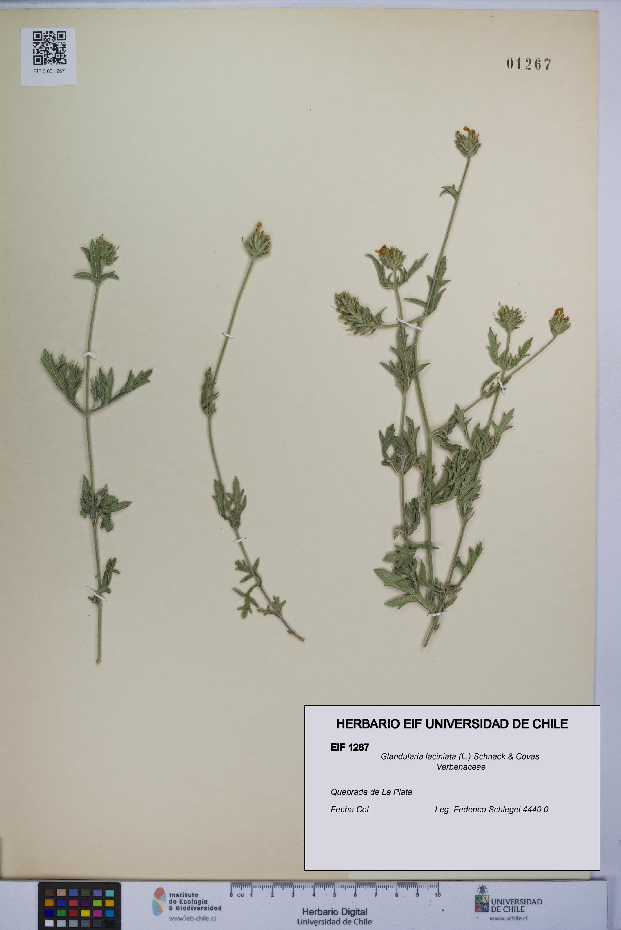 Glandularia laciniata [Espécimen: UCH:EIF:0001267]