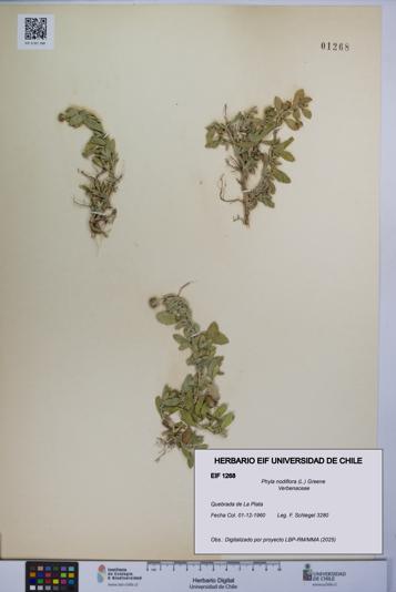 Phyla nodiflora [Espécimen: UCH:EIF:0001268]