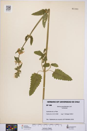 Stachys grandidentata [Espécimen: UCH:EIF:0001269]
