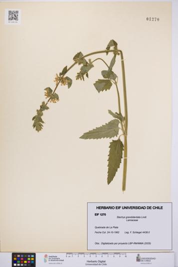 Stachys grandidentata [Espécimen: UCH:EIF:0001270]