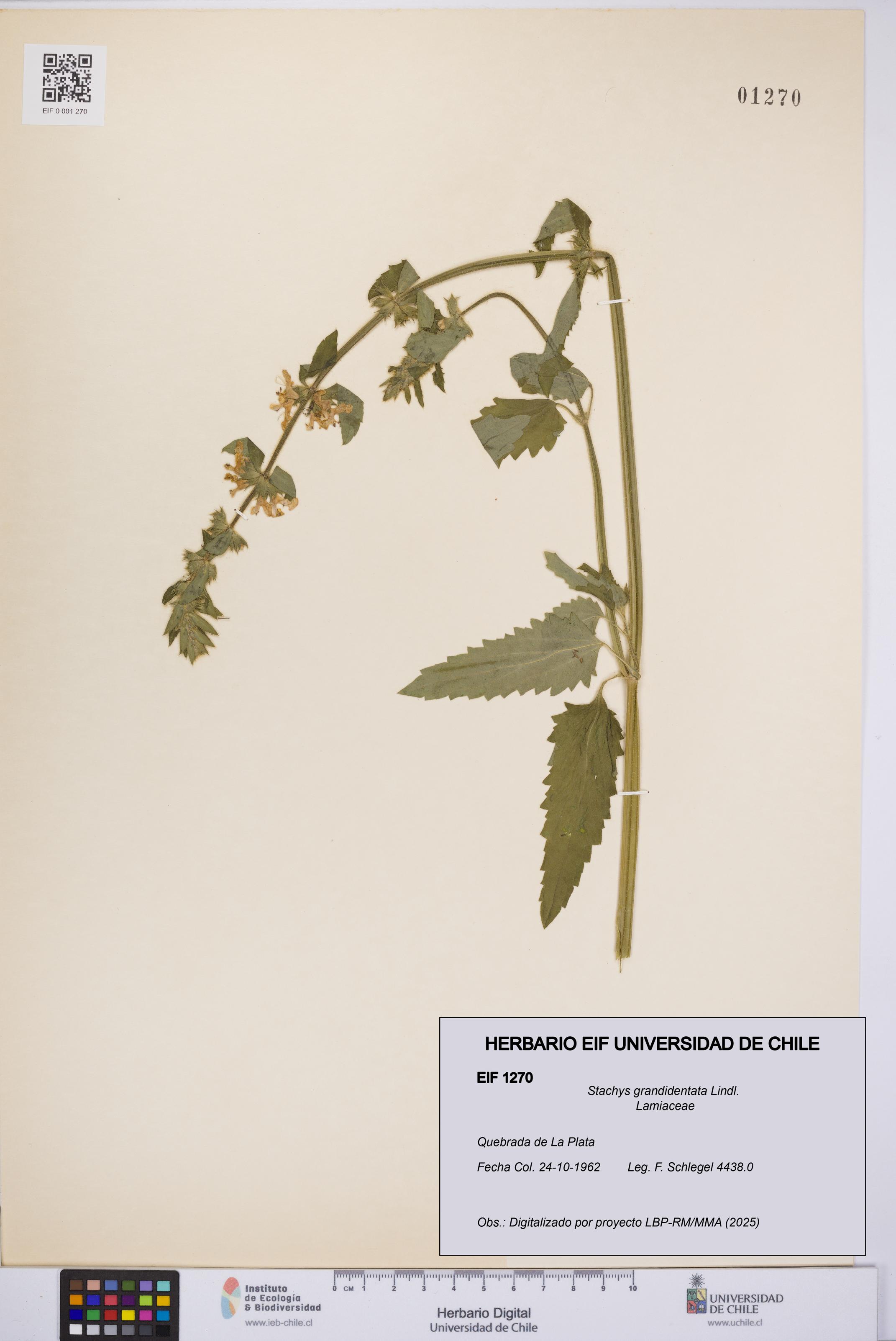 Stachys grandidentata [Espécimen: UCH:EIF:0001270]