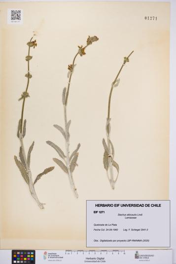 Stachys albicaulis [Espécimen: UCH:EIF:0001271]