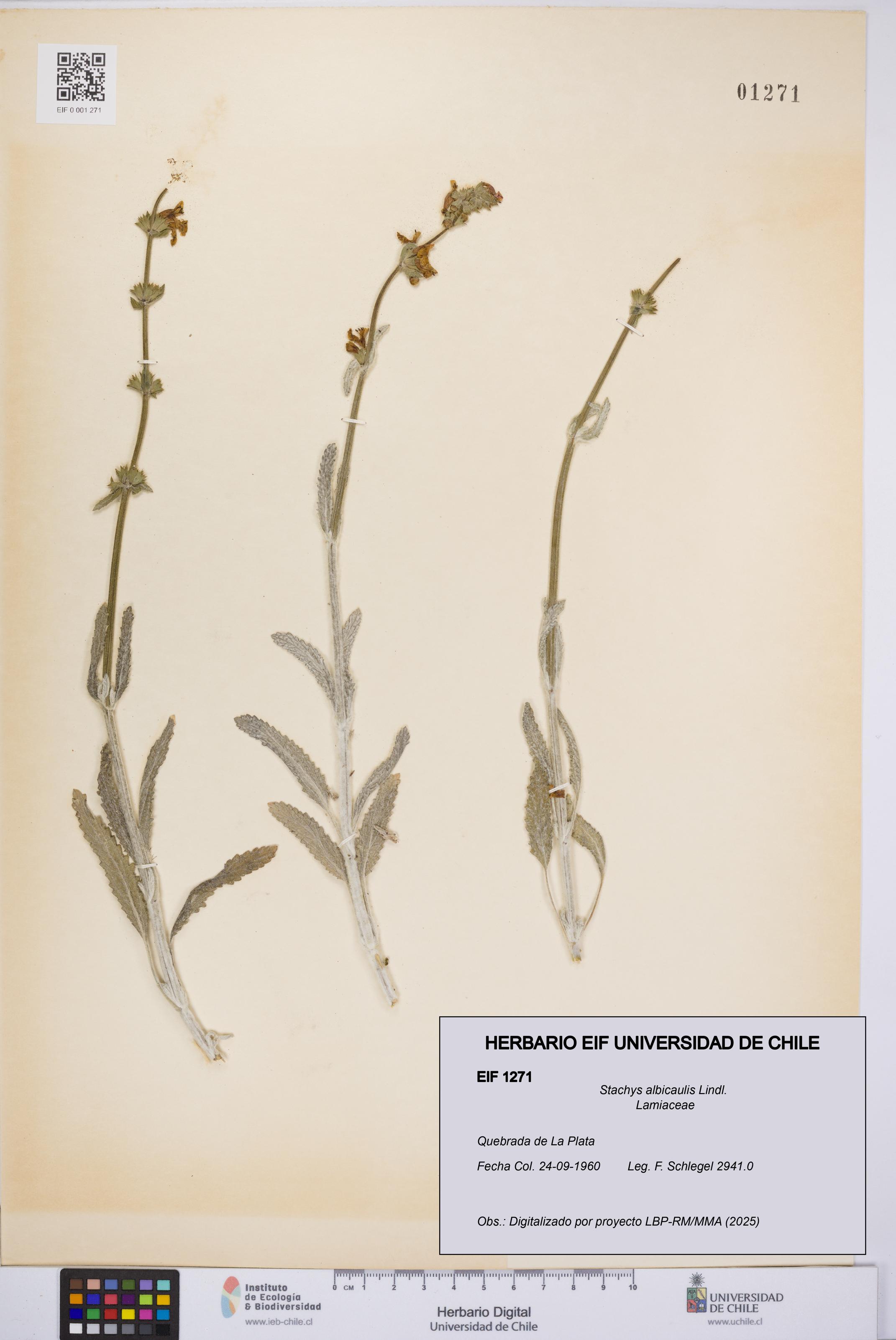 Stachys albicaulis [Espécimen: UCH:EIF:0001271]