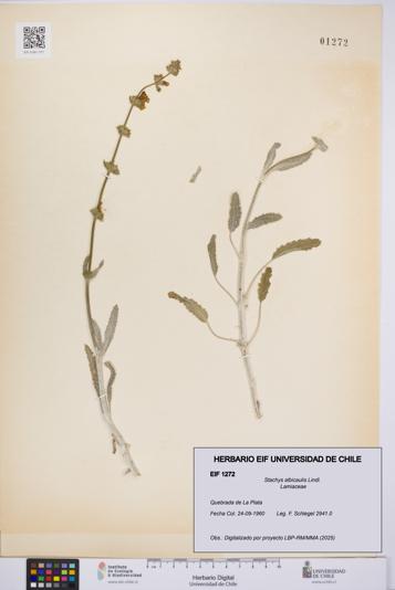 Stachys albicaulis [Espécimen: UCH:EIF:0001272]