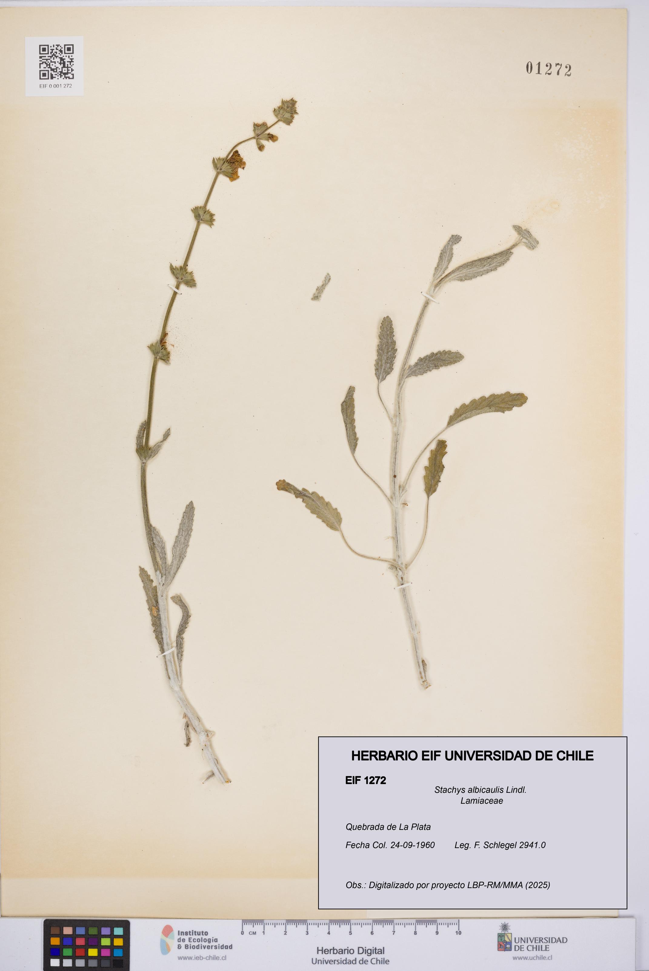 Stachys albicaulis [Espécimen: UCH:EIF:0001272]