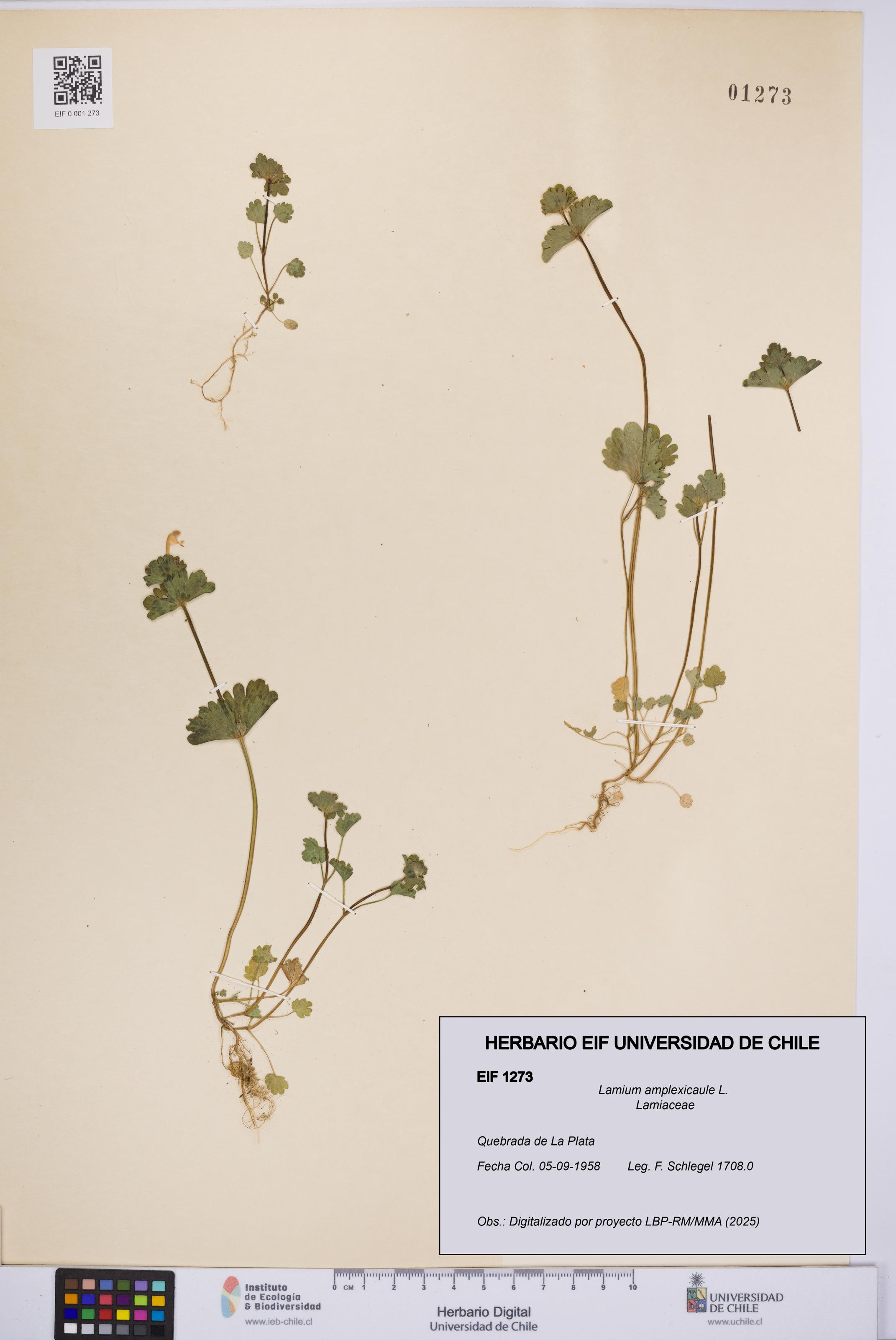Lamium amplexicaule [Espécimen: UCH:EIF:0001273]