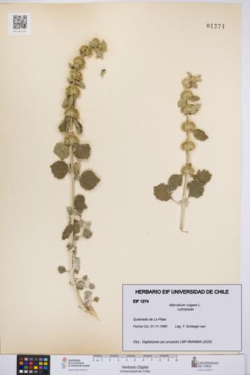 Marrubium vulgare [Espécimen: UCH:EIF:0001274]
