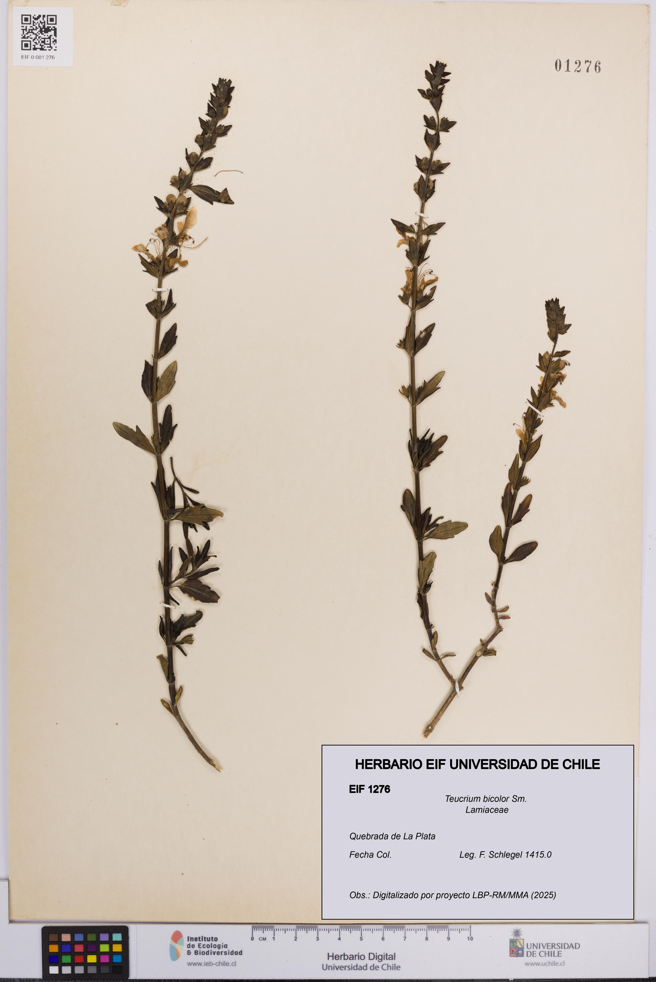 Teucrium bicolor [Espécimen: UCH:EIF:0001276]