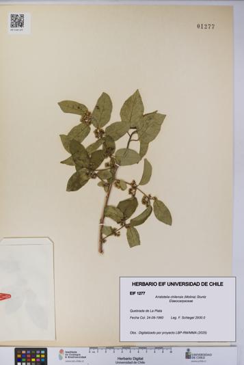 Aristotelia chilensis [Espécimen: UCH:EIF:0001277]