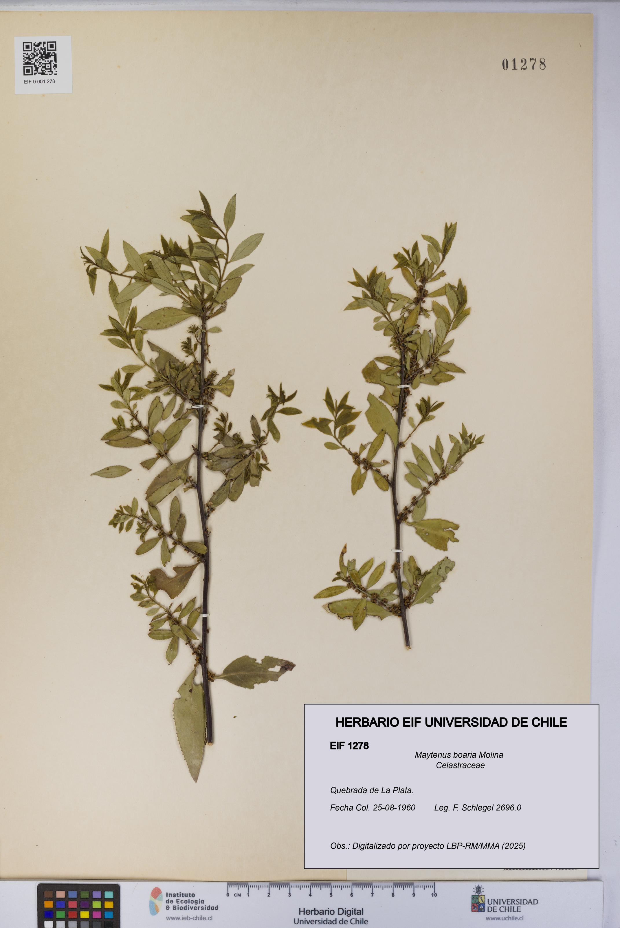 Maytenus boaria [Espécimen: UCH:EIF:0001278]