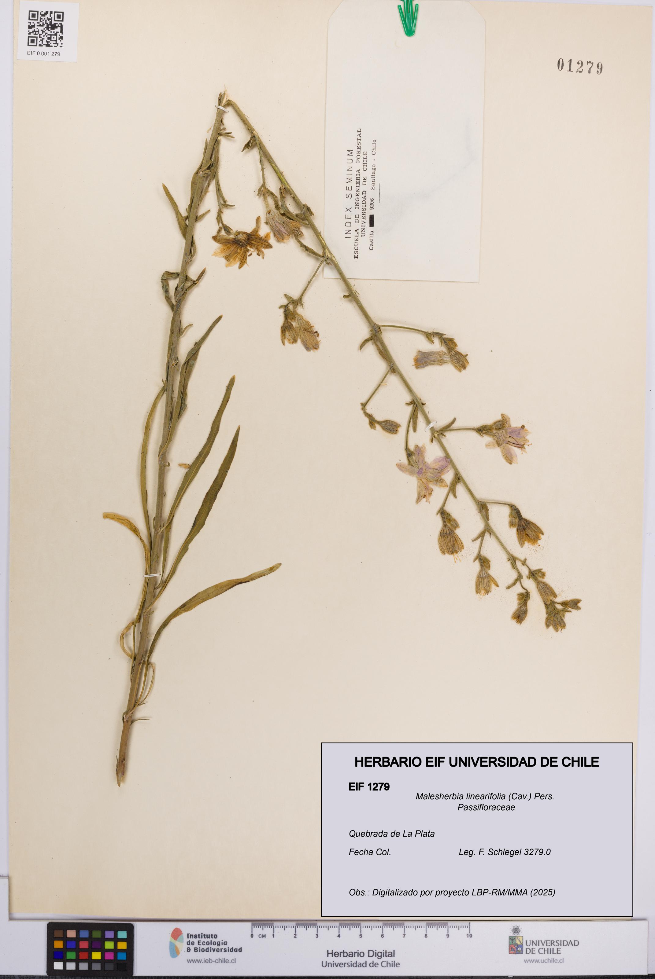 Malesherbia linearifolia [Espécimen: UCH:EIF:0001279]