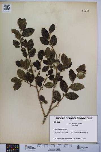 Azara celastrina [Espécimen: UCH:EIF:0001280]