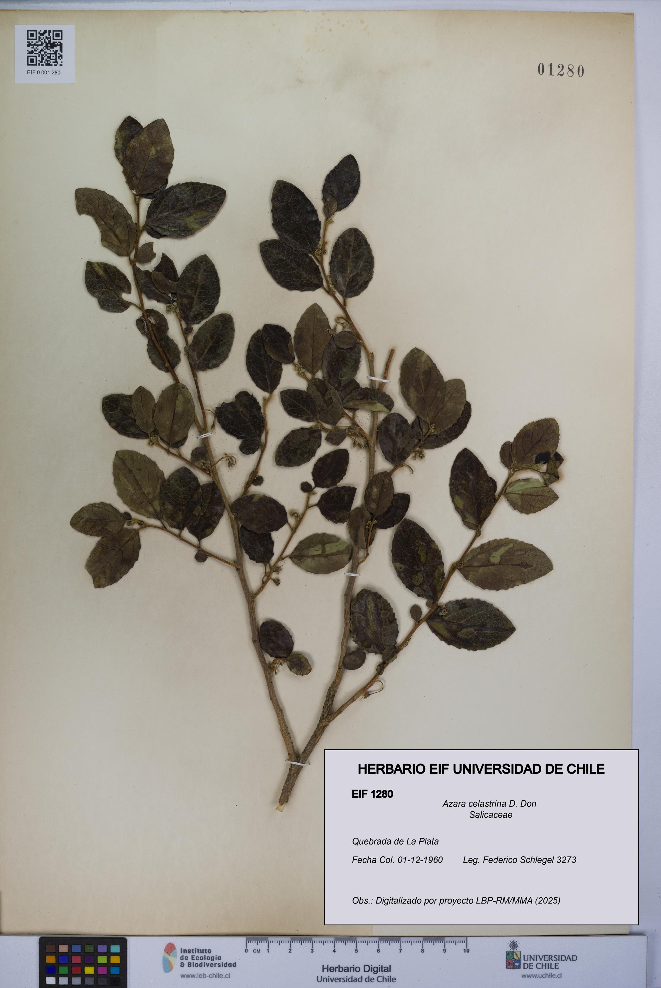 Azara celastrina [Espécimen: UCH:EIF:0001280]