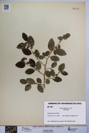 Azara celastrina [Espécimen: UCH:EIF:0001281]