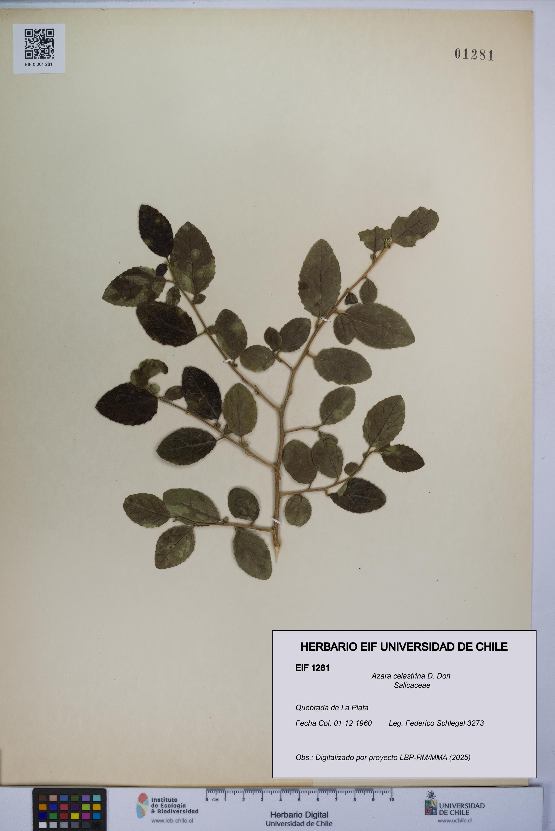 Azara celastrina [Espécimen: UCH:EIF:0001281]