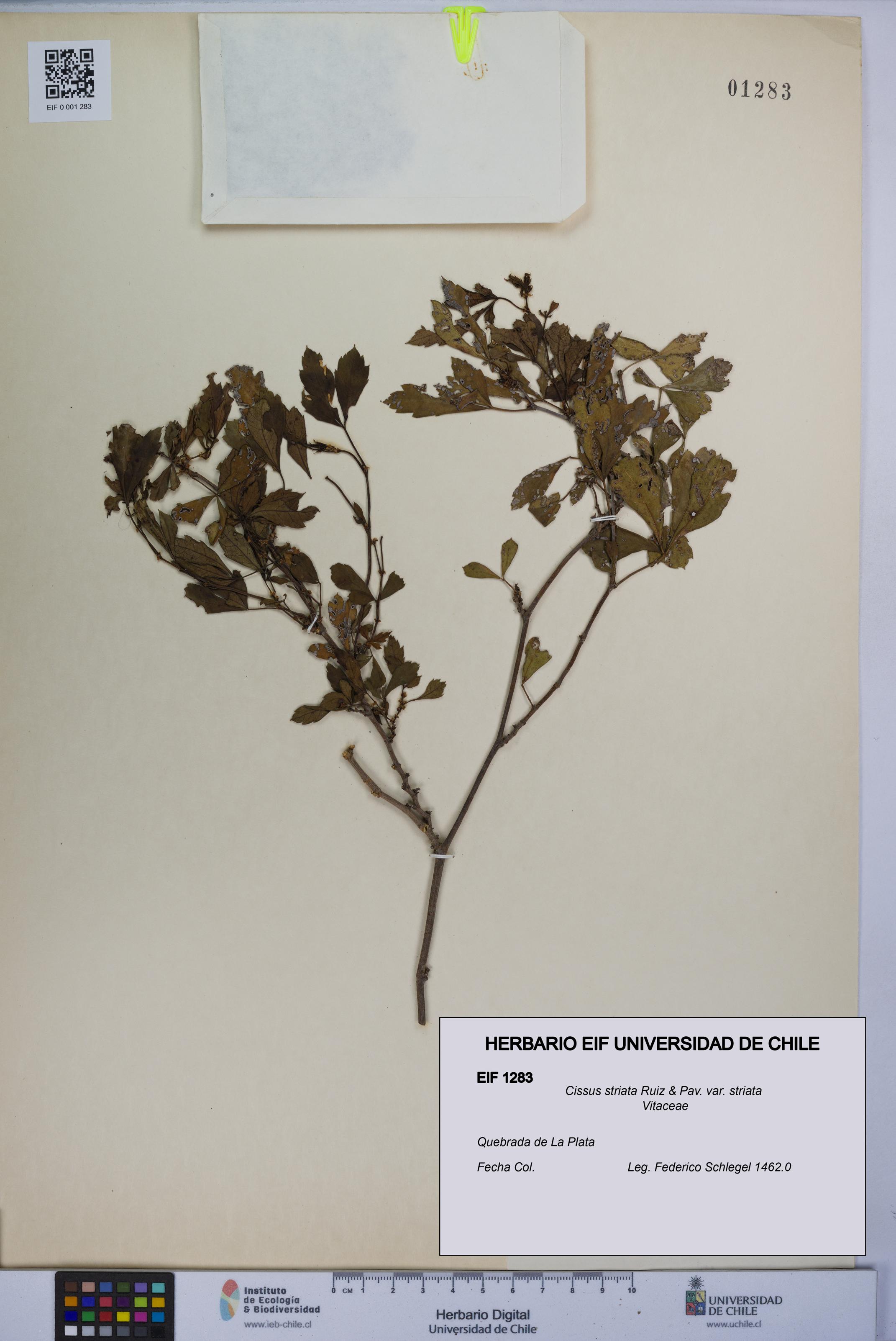 Cissus striata var. striata [Espécimen: UCH:EIF:0001283]