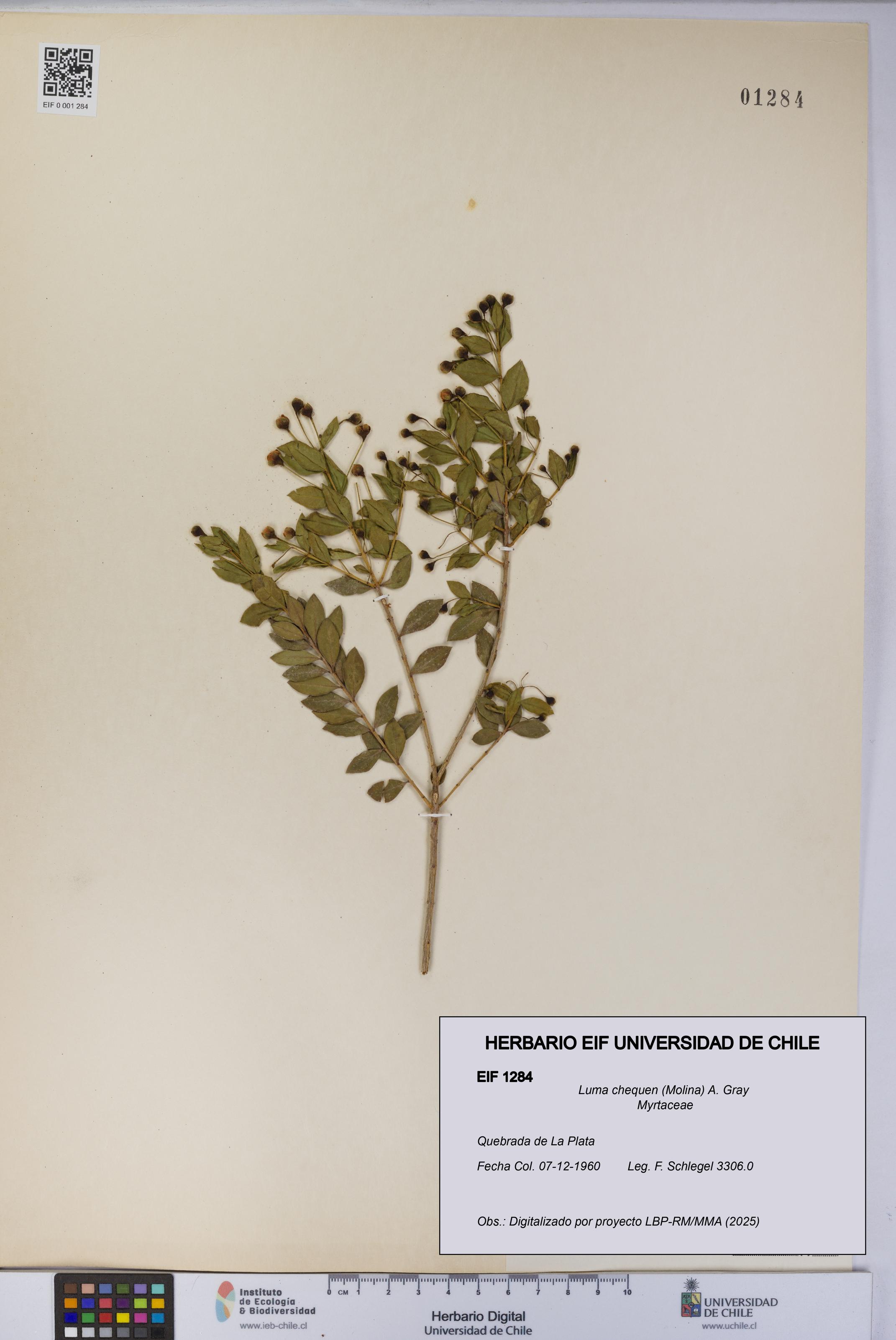 Luma chequen [Espécimen: UCH:EIF:0001284]