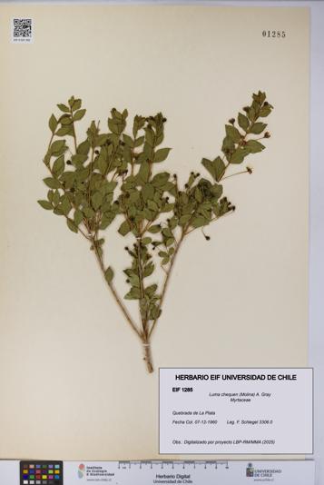 Luma chequen [Espécimen: UCH:EIF:0001285]