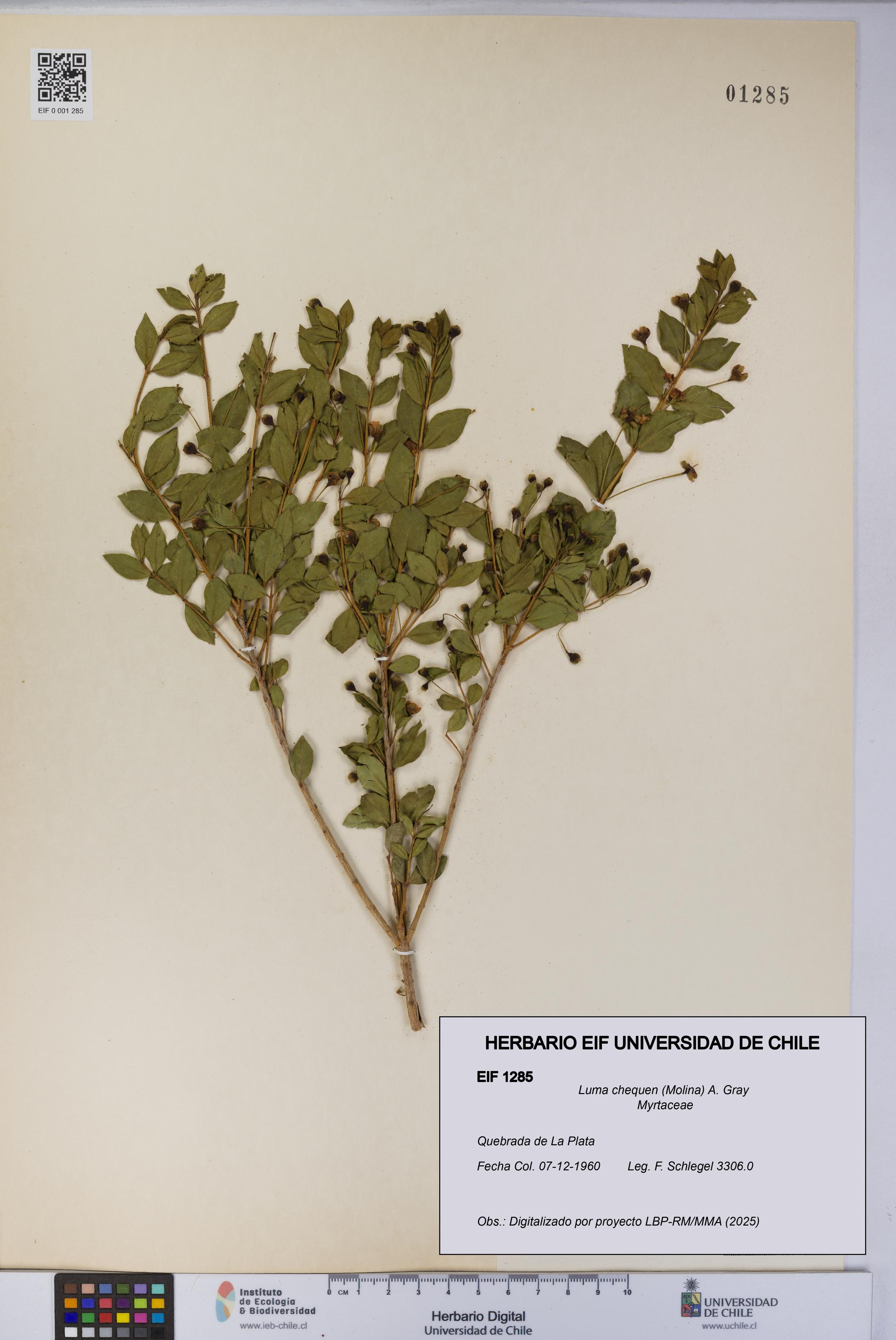 Luma chequen [Espécimen: UCH:EIF:0001285]