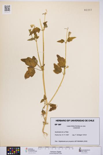 Loasa triloba [Espécimen: UCH:EIF:0001287]