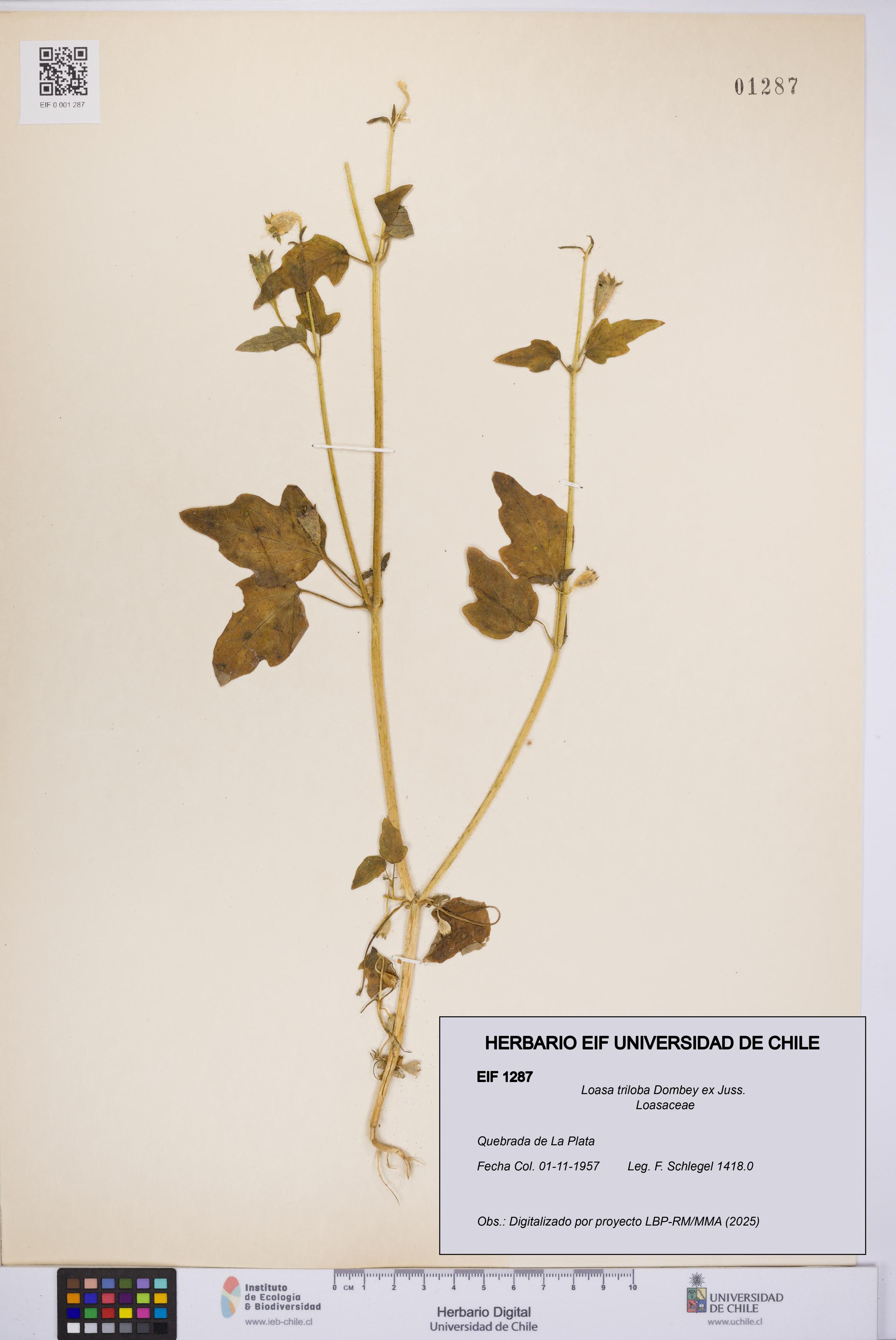 Loasa triloba [Espécimen: UCH:EIF:0001287]