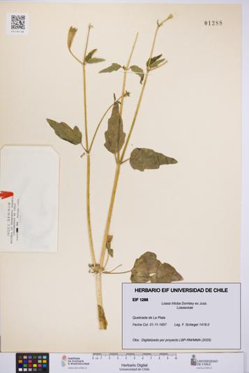 Loasa triloba [Espécimen: UCH:EIF:0001288]