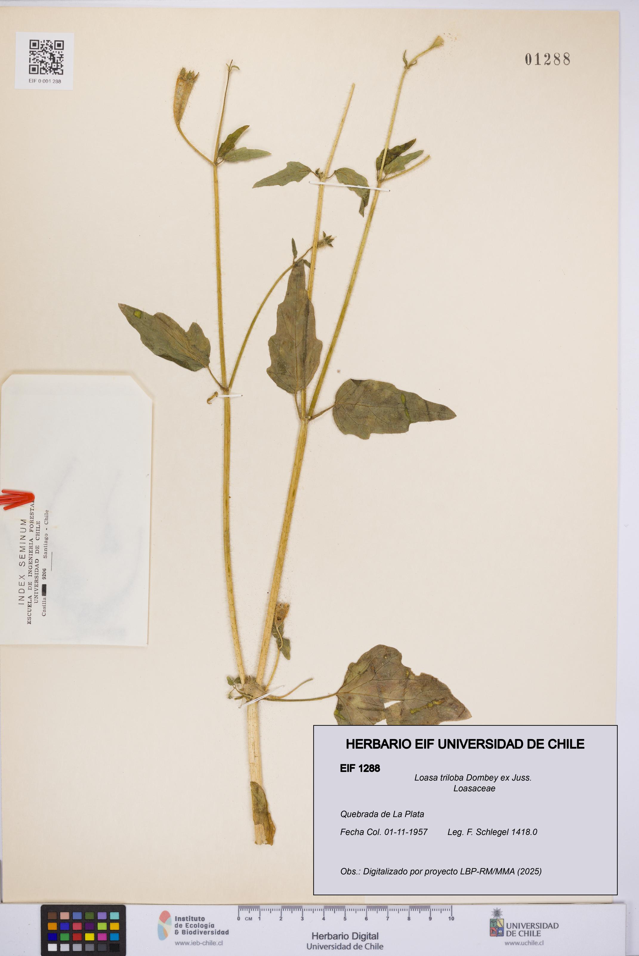 Loasa triloba [Espécimen: UCH:EIF:0001288]