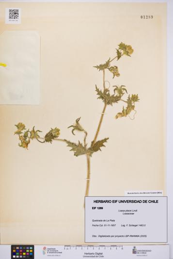 Loasa placei [Espécimen: UCH:EIF:0001289]