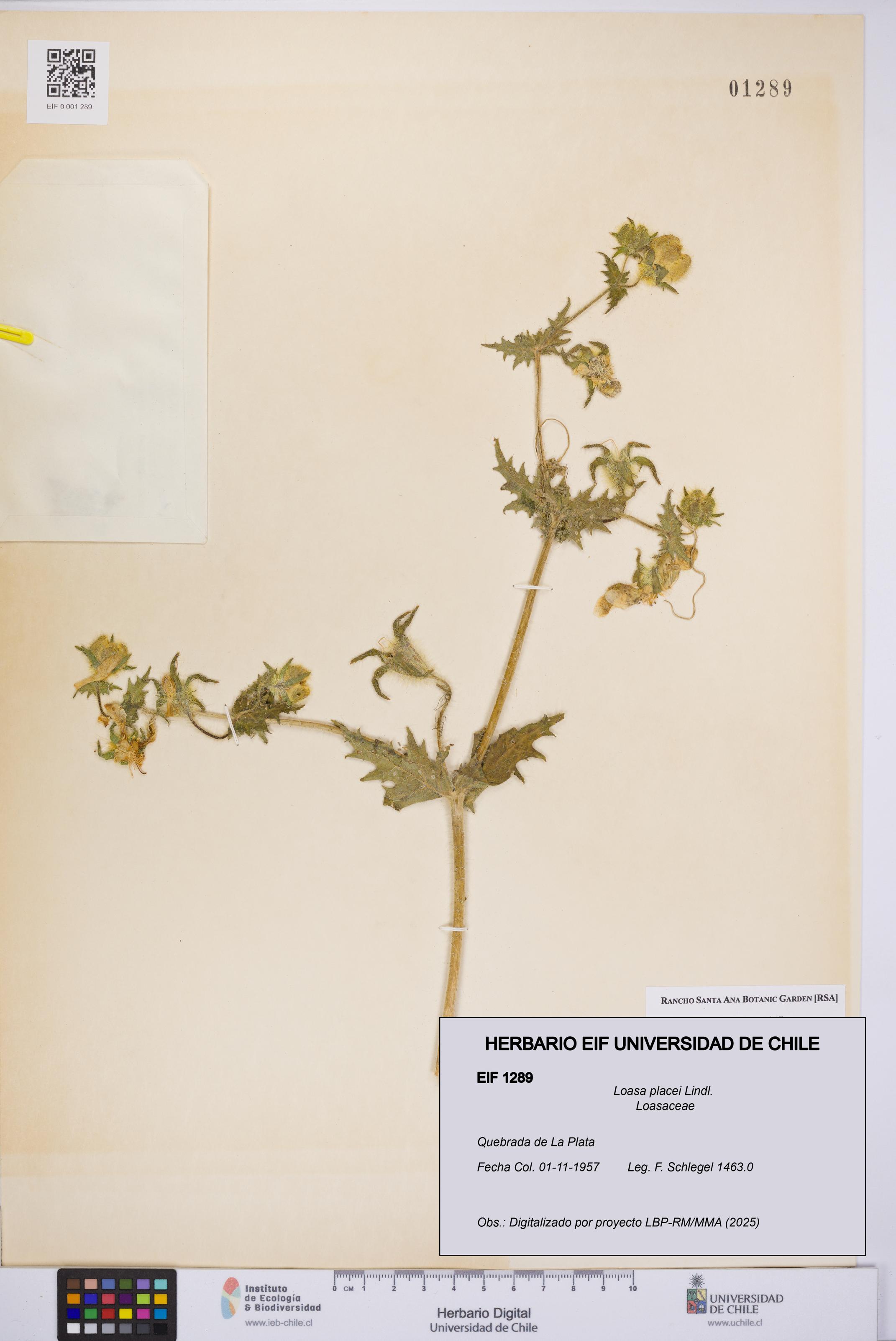 Loasa placei [Espécimen: UCH:EIF:0001289]