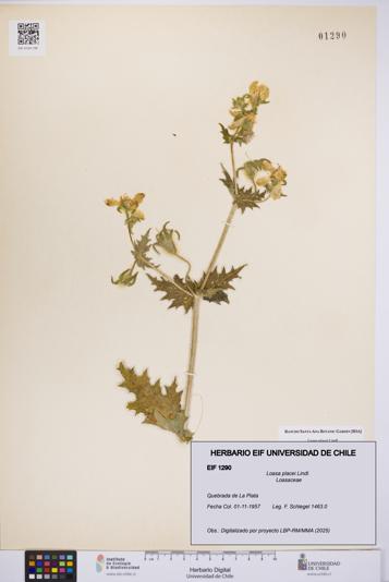 Loasa placei [Espécimen: UCH:EIF:0001290]