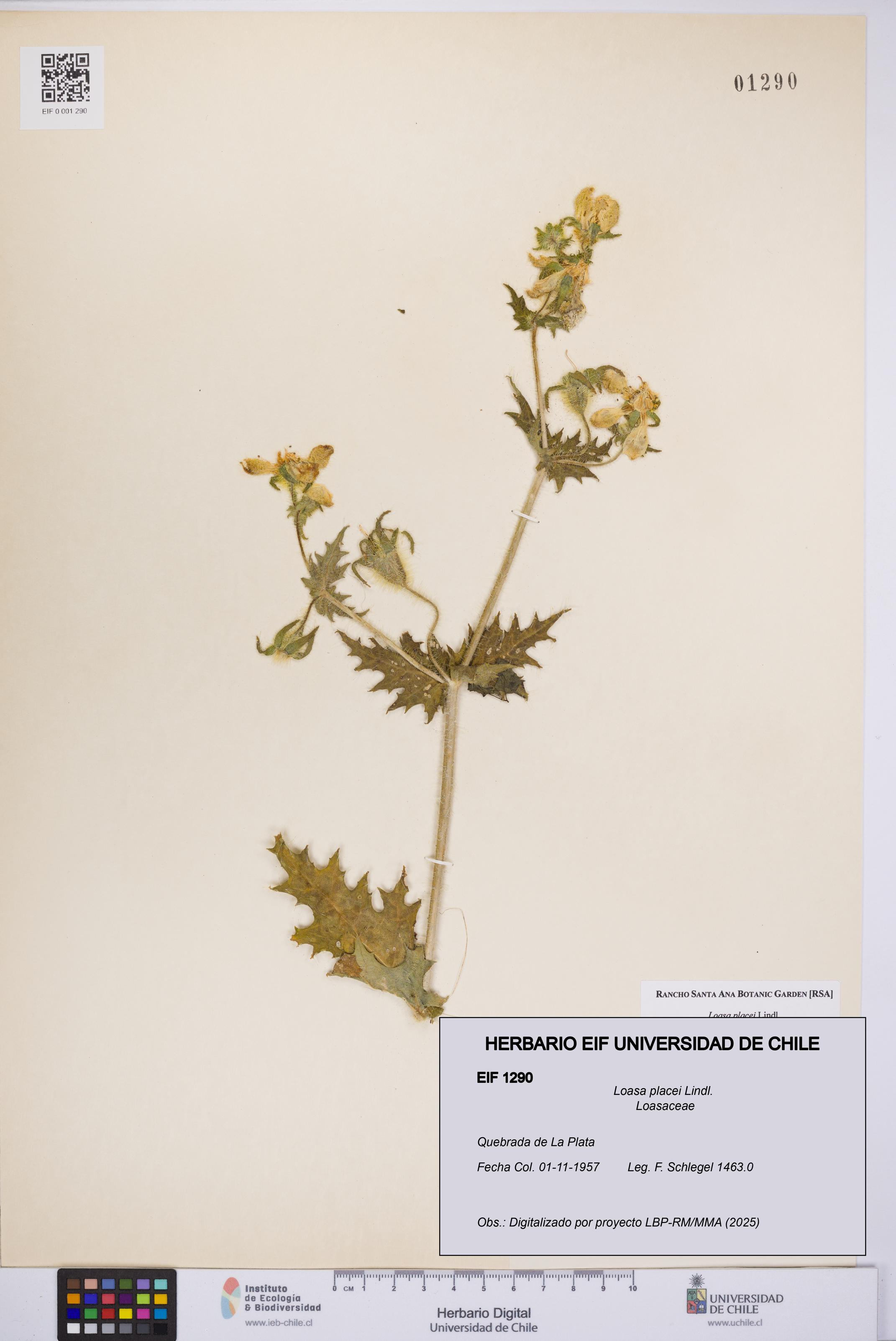 Loasa placei [Espécimen: UCH:EIF:0001290]