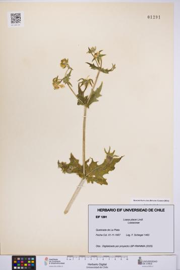 Loasa placei [Espécimen: UCH:EIF:0001291]