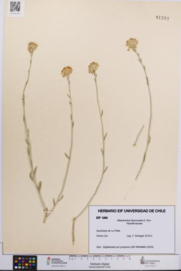 Malesherbia fasciculata [Espécimen: UCH:EIF:0001292]