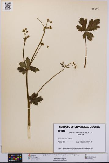 Sanicula crassicaulis [Espécimen: UCH:EIF:0001293]